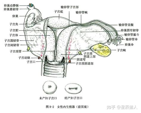 女性私处|女性生殖系统解剖图（建议收藏）